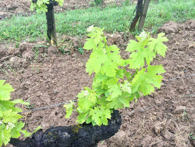 Estimation parcelle vignes Bordeaux
