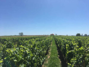 Expertise vigne Bordeaux
